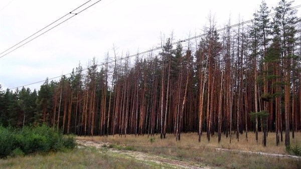 Жительница села Щурово бьет тревогу: лиманские леса – на грани исчезновения