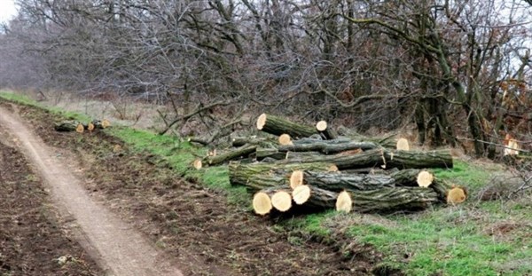 Сотрудники лесхоза под Славянском нарубили деревьев на два миллиона
