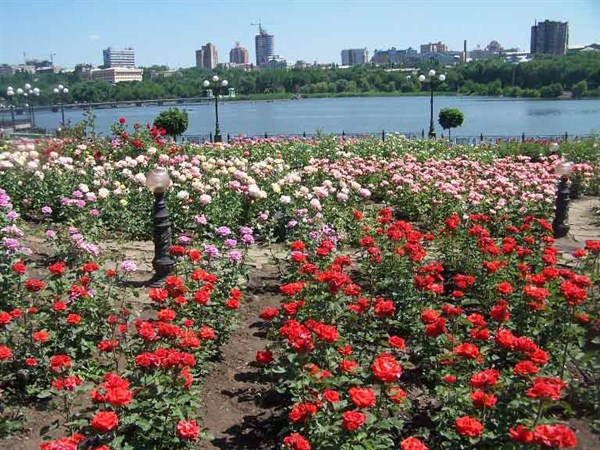 В Славянске высадят шесть тысяч кустарников роз и 120 новых деревьев