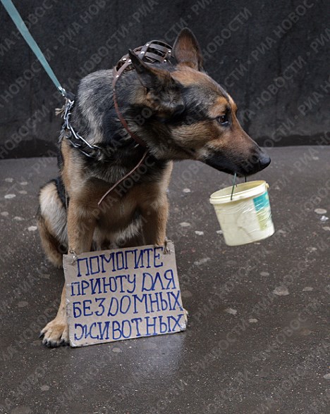 Собачья жизнь налаживается: неравнодушные жители Славянска несут гостинцы для бездомных животных, которые содержатся в КП «АТП-052814»