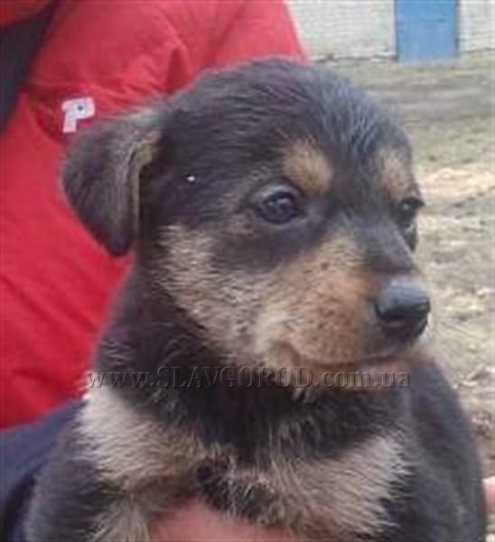 Волонтеры Славянска ищут дом и хозяев для бездомных щенков 