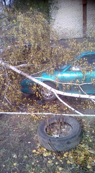 В Славянска из-за ветра дерево обрушилось на автомобиль. Фотофакт 