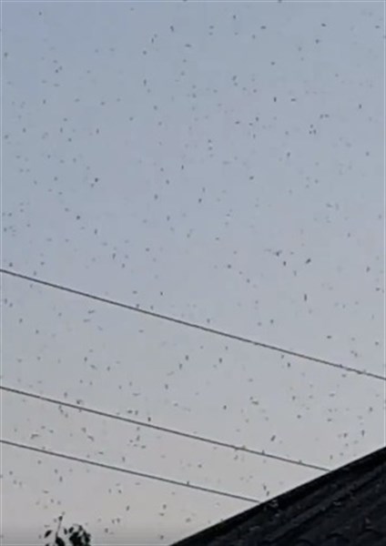 «Мошкары столько, что нет возможности выйти из дома»: возле «Славкурорта» - целое нашествие насекомых (ВИДЕО)