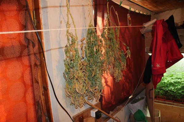 Житель Славянска в домашних условиях устроил теплицу по выращиванию  коноплю