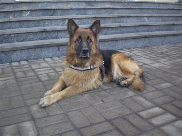 Славянский служебный пес Лаузер продолжает ловить правонарушитилей: мужчина перевозил наркотики в носках