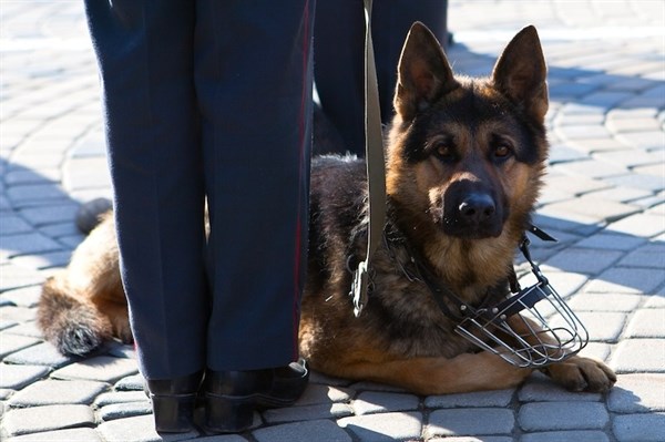 Служебный пёс Лаузер линейного отдела станции Славянск заставил правонарушителя вывернуть карманы 