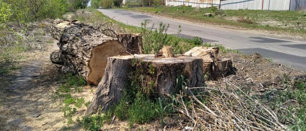 В Славянске удалят сотни деревьев