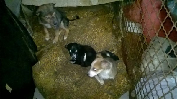 «Каждый день новая смерть,нет сил...»: в Славянске волонтеры обеспокоены гибелью бездомных собак 