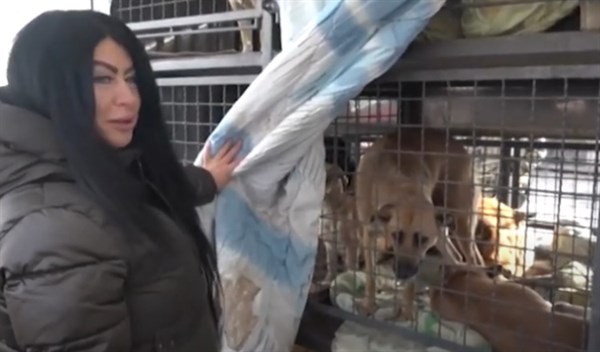 За неделю в Славянске стерилизовали до сотни собак