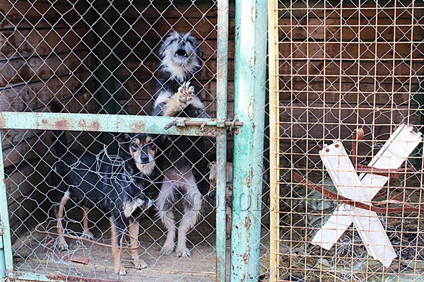Реалии собачьей жизни: коммунальники Славянска просят горожан помочь прокормить бездомных собак и найти им хозяев