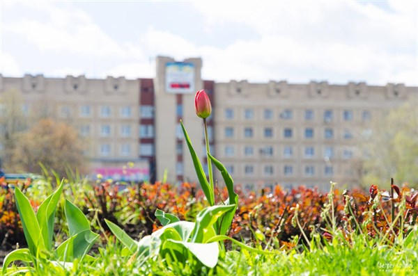 Славянск в тюльпанах: фоторепортаж Сергея Ковалева с Соборной площади 