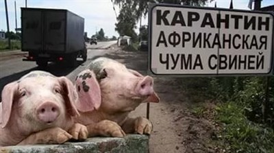 В Славянске полицейские пытаются не допустить проникновение вируса африканской чумы в Донецкую область 