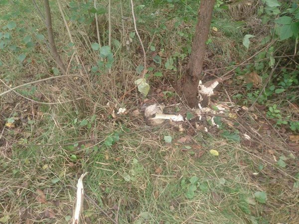 В Славянске во время уборки в одном из скверов был найден человеческий череп