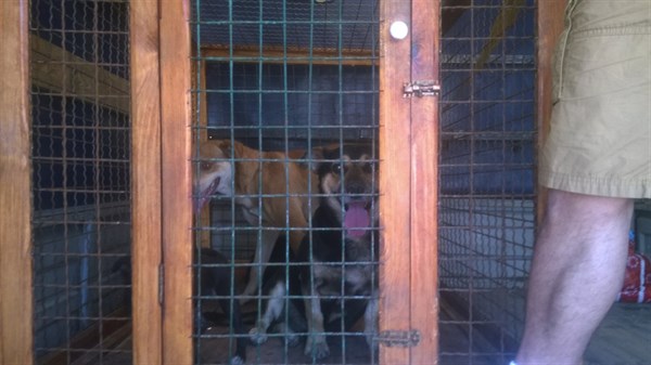 «Четыре жизни четвероногих мы спасли, а кто спасет остальные?»: в Славянске активисты начали выкупать щенков у «Центра обращения с животными». 