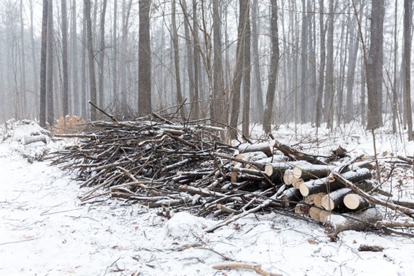 Жителей Славянска насторожила вырубка деревьев на Химике