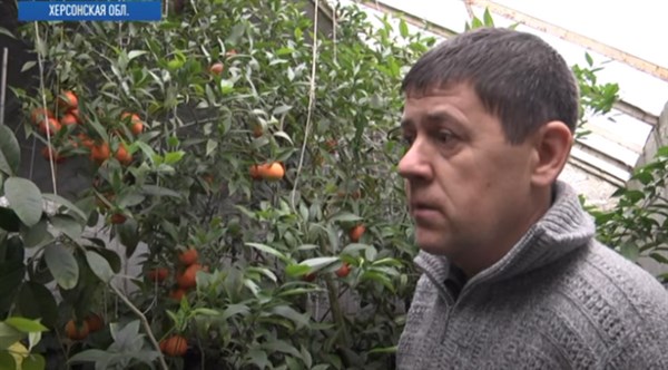 На заметку жителям Славянска: экзотические плоды реально выращивать в теплице