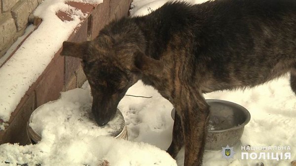  Жительница Славянска довела своих собак до жуткого истощения