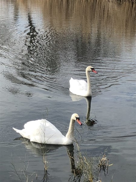 В Славянске замечена пара белых лебедей (ФОТОФАКТ) 