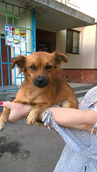 В Славянске ищут новый дом очаровательной собачонке