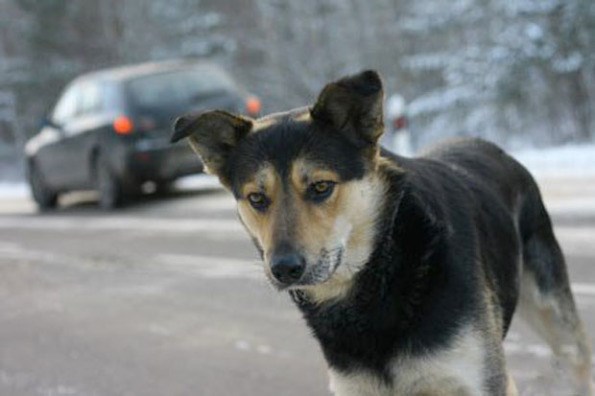 В Славянске водитель пожалел собачку, в результате разбил машину, «попал» на деньги и получил телесные повреждения