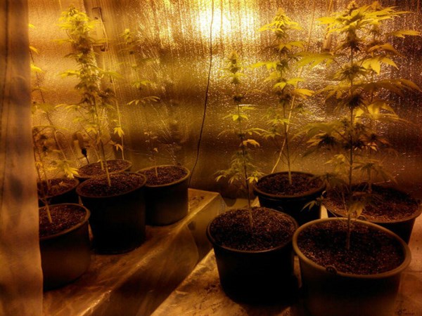 В Славянске местный житель оборудовал в квартире теплицу, в которой бережно выращивал марихуану