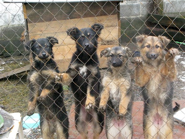 «Что делать, когда одни говорят, - «травите», другие -  «спасайте»:мэр Славянска сообщил о намерениях построить приют для бездомных собак