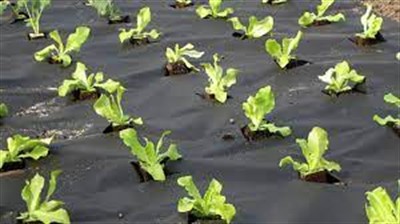 Использование агроволокна круглый год как получение богатого урожая – агромагазин «Agrolavka.com.ua»