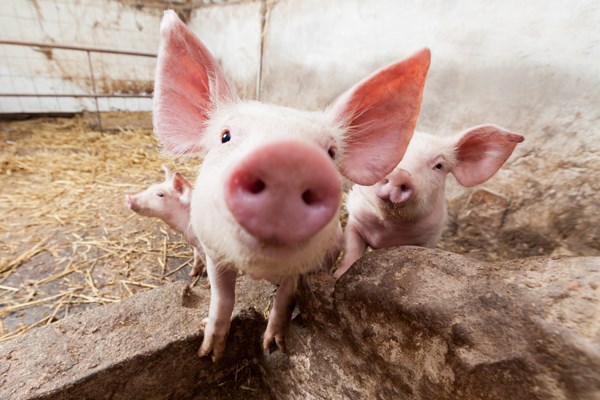 Всего за неделю в Славянском районе погибло 58 свиней 
