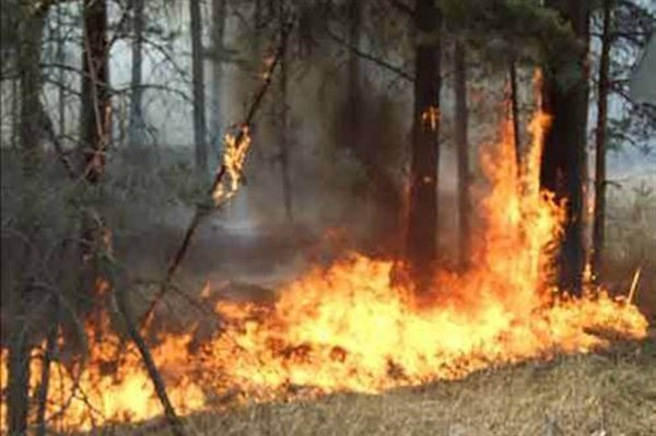 За два дня в Славянском районе сгорело 4 гектара леса