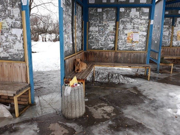 Жители Славянска – о стаях бродячих собак на улицах города: «Много раз писали жалобы. Ноль»