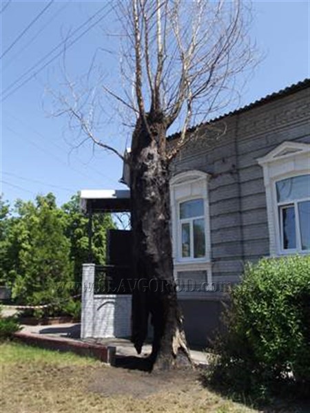 В центральном районе Славянска ночью воспламенилось дерево