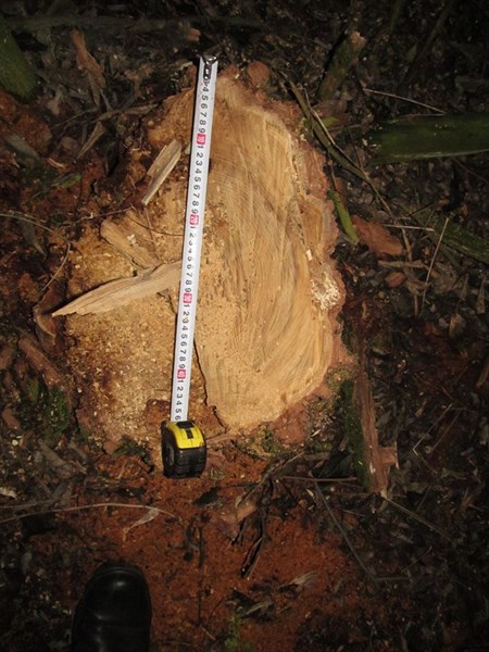 У Слов’янському районі «чорного лісоруба» підозрюють у незаконному знищенні 114 дерев