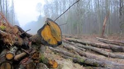 Экологи Славянска заявляют об уничтожении леса: Донецкая область рискует остаться в голой степи
