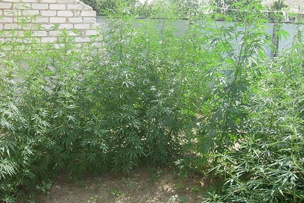 Житель Славянска заготовил на зиму около 7 килограмм марихуаны