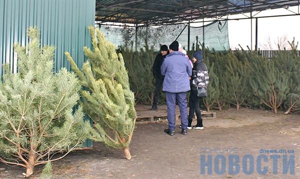 В Славянске начали работать елочные базары: цены от 150 гривен за хвойное деревцо 