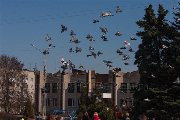 Пернатая жизнь Славянска: очередная подборка классных снимков птиц от местного фотографа