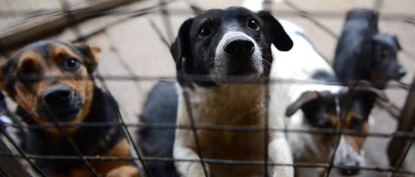 Власти Славянска намерены выделить еще 200 тысяч на отлов бездомных собак 