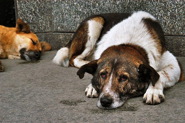За неделю в Славянске бездомные собаки покусали десять человек 