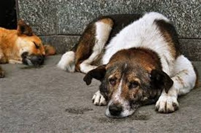 Жителей Славянска просят решить, что делать с бездомными животными